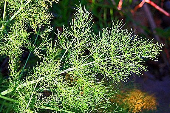 How to get rid of aphids in dill: chemical and harmless methods