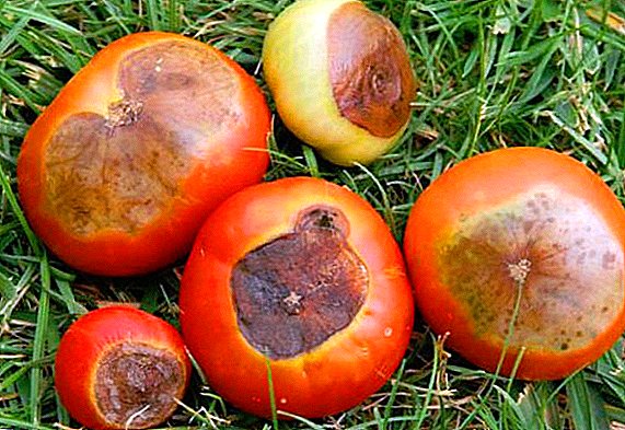 How to get rid of top rot tomatoes