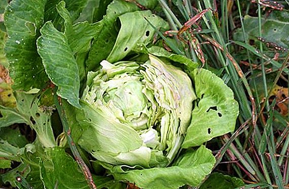How to get rid of cabbage pests