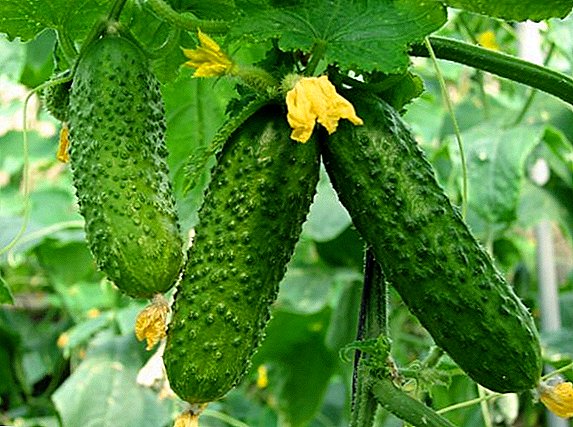 How to get rid of pests on cucumbers