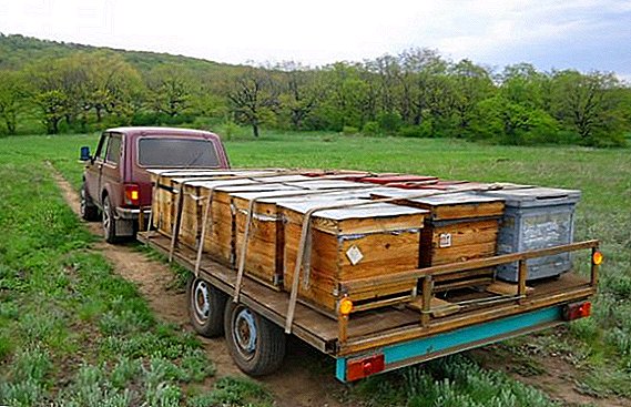 Cómo evitar dificultades durante el transporte de abejas.