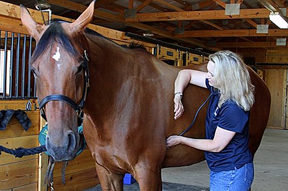 How to measure the horse's body temperature