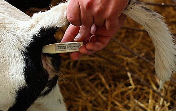 Cómo medir la temperatura corporal de las vacas: lo que es normal, cómo derribar o elevar