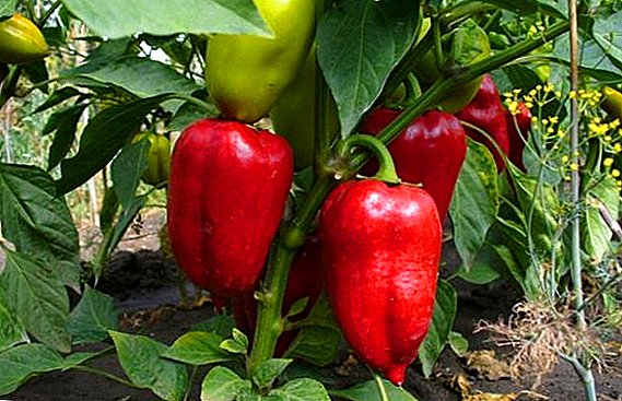 How, when and how to feed the peppers in the greenhouse?
