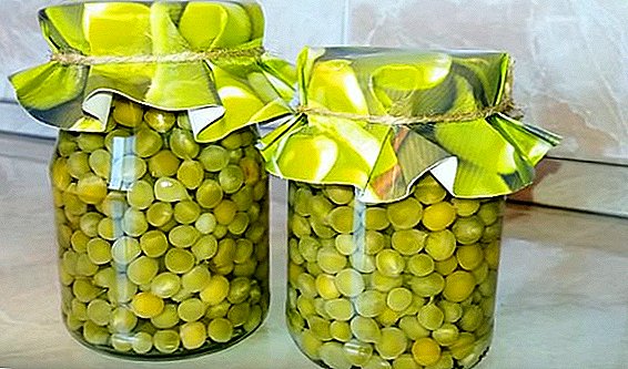 How to preserve green peas at home: recipes with photos for the winter