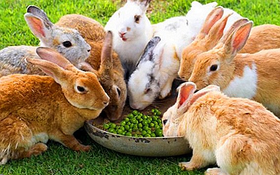 كيفية تغذية الأرانب مع البازلاء