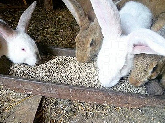 How to feed rabbits feed