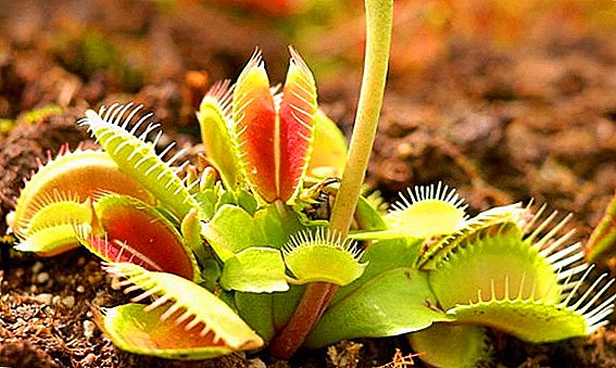Πώς να τροφοδοτήσετε το Venus flytrap στο σπίτι;