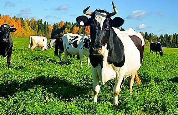 Πώς να θεραπεύσει ένα απόστημα αγελάδων