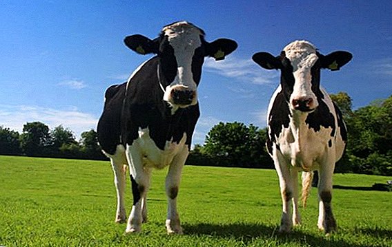 Ako liečiť acidózu u kráv