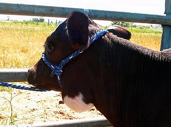 كيفية علاج داء الشعيات في الأبقار