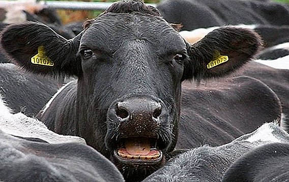 Cum se tratează anaplasmoza la bovine
