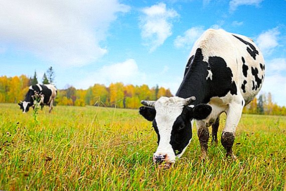 Wie wird die Atonie der vorderen Mägen bei Rindern behandelt?