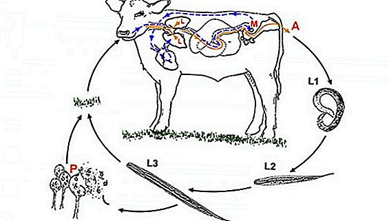 วิธีการรักษา dictyocaulosis ในวัว