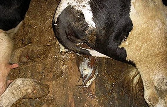 Comment traiter l'endométrite chez les vaches