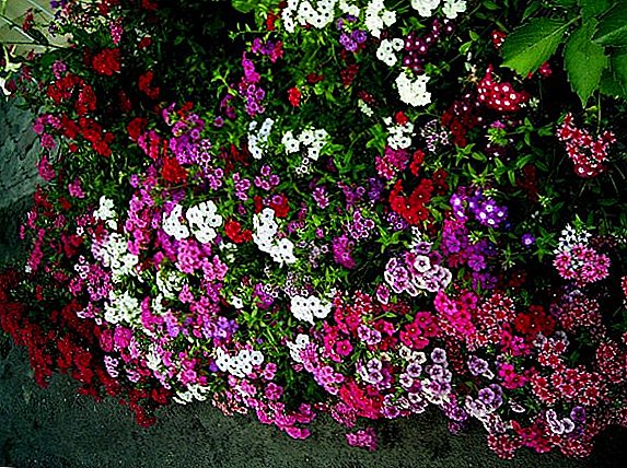 How to treat phlox at home