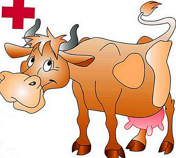 牛の乳房炎を治療する方法：原因、治療、予防