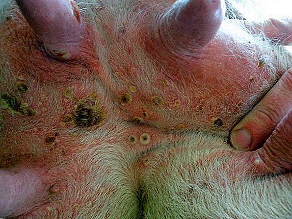 How to treat smallpox in a cow on the udder