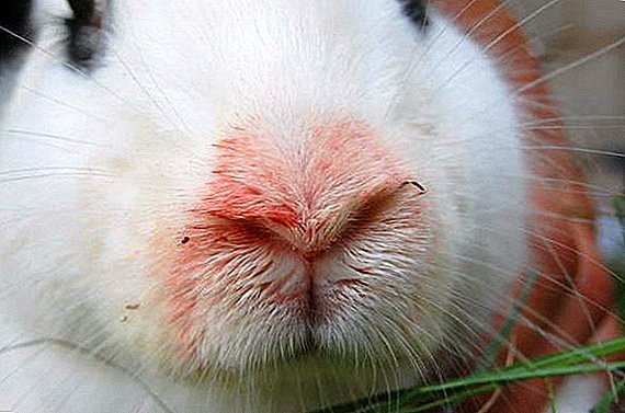 Cara mengobati pasteurellosis pada kelinci