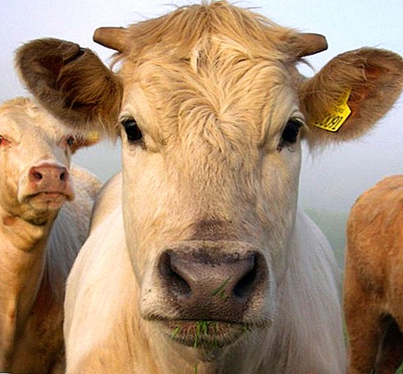 Πώς να θεραπεύσετε την τριχομηνία στις αγελάδες