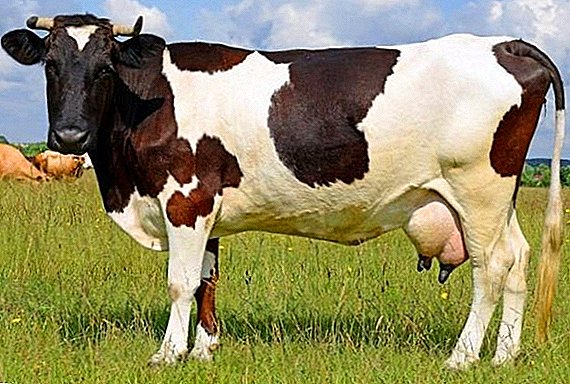 Cómo tratar la vaginitis en una vaca.