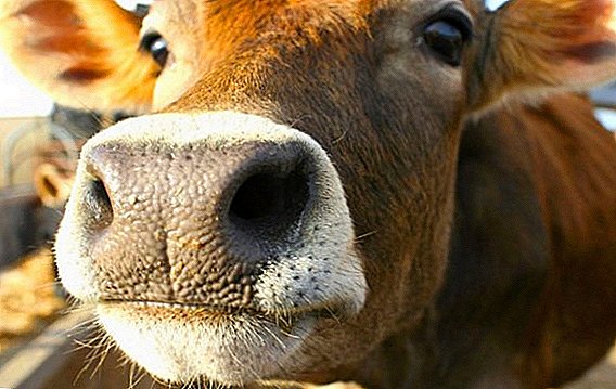 Comment traiter la fièvre aphteuse chez les vaches
