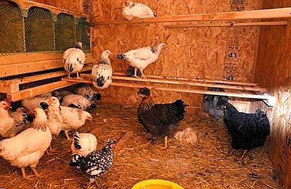 Was ist der beste Weg, um einen Hühnerstall im Winter zu heizen: Mögliche Heizmethoden mit Vor- und Nachteilen