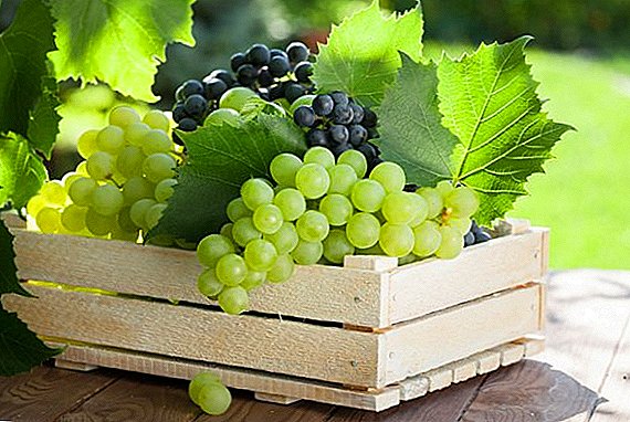 What is the best way to save grapes: