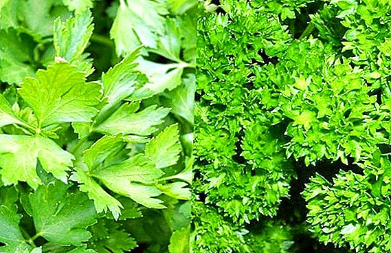 How can you distinguish cilantro and parsley and accurately identify the plant