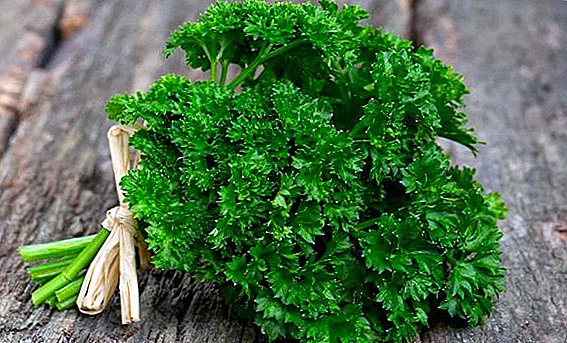 What is the name of parsley curly