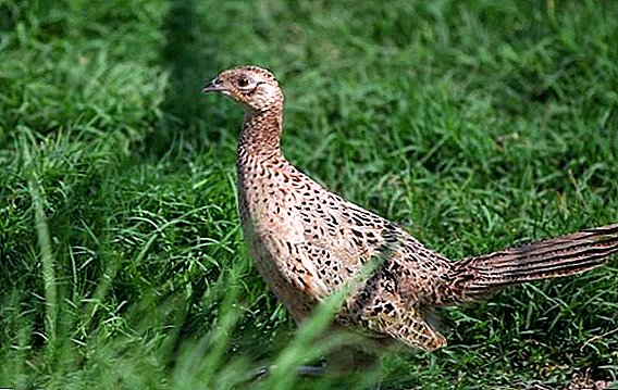 What is the name of the female pheasant and how it differs from the male