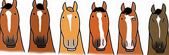 Kako poimenovati konja: priljubljeni vzdevki