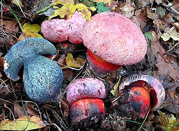 How not to get on the false boletus: a list of inedible mushrooms
