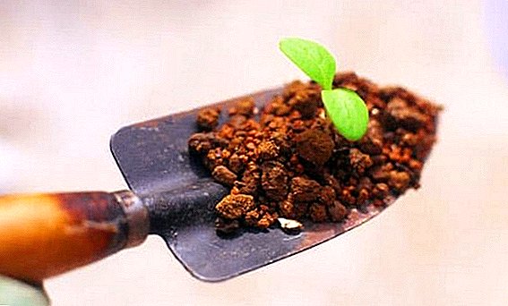 How to disinfect the ground before planting seedlings