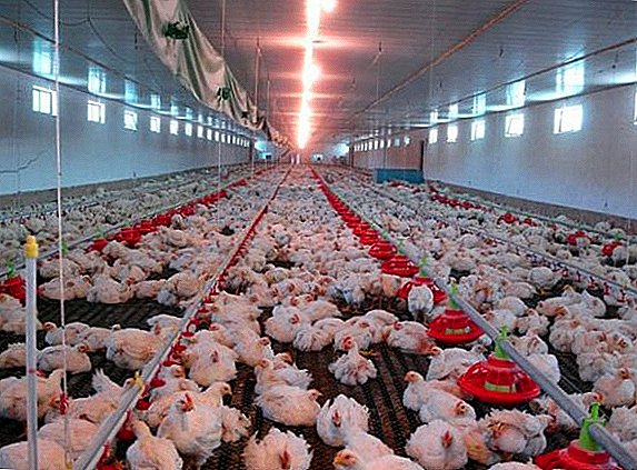 How to equip floor layout laying hens