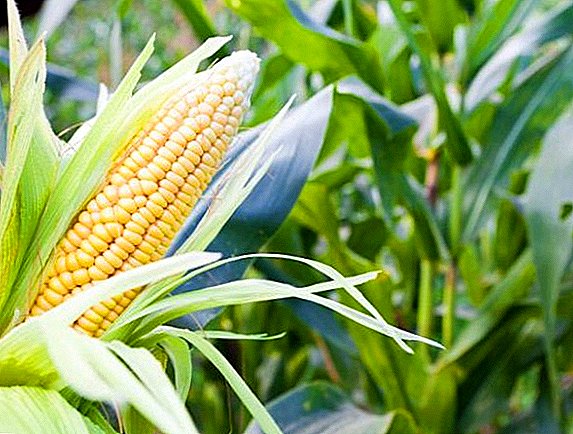 Cara merawat jagung dengan herbisida
