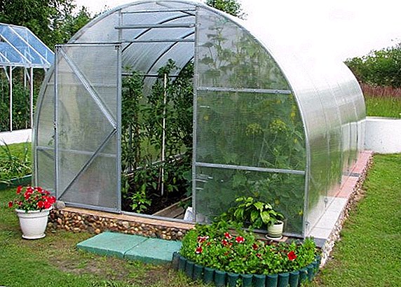 How to treat the room and the ground of the greenhouse after winter from pests and diseases