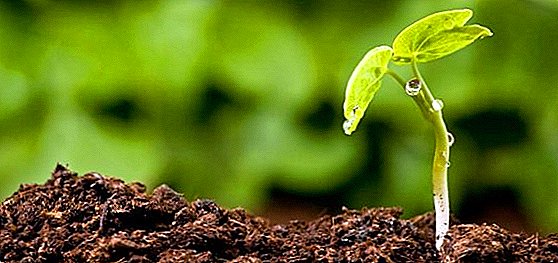 Humus nasıl oluşur, humusun toprak için faydalı özellikleri