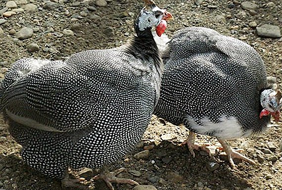 How to trim wings guinea fowl