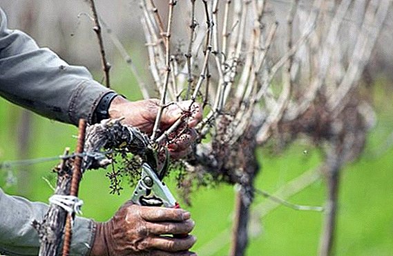 Kā samazināt vīnogas rudenī iesācējiem