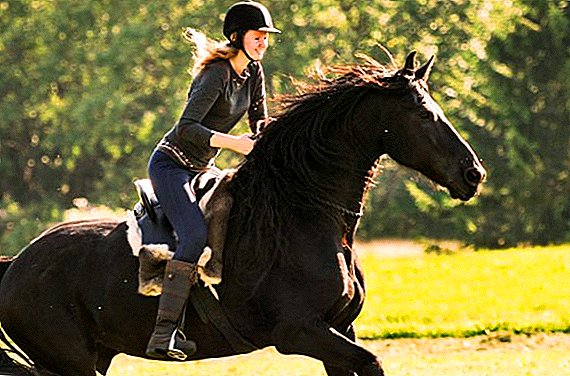 كيفية تدريب الحصان لركوب