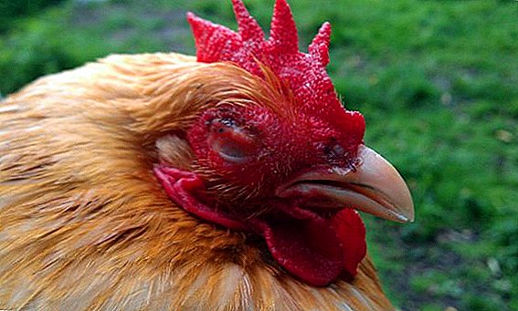 How to determine the disease of mycoplasmosis in chickens, how to cure, how to prevent