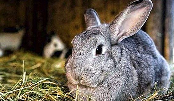 How to determine a false pregnancy in a rabbit
