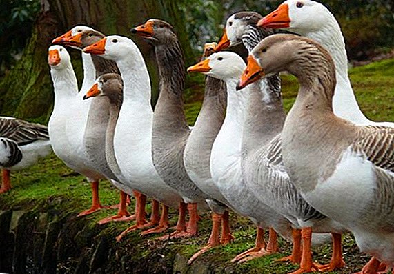 Cómo determinar el sexo de los gansos: ganso o ganso