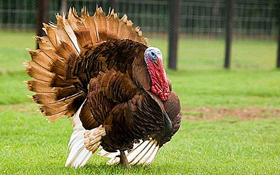 How to nibble a turkey at home