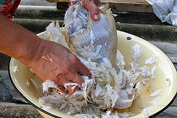 How to pluck a chicken at home