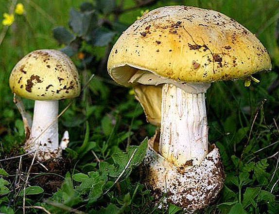 How to distinguish pale toadstool