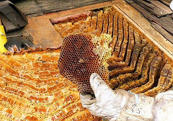 How to distinguish honey from wild bees beekeeper