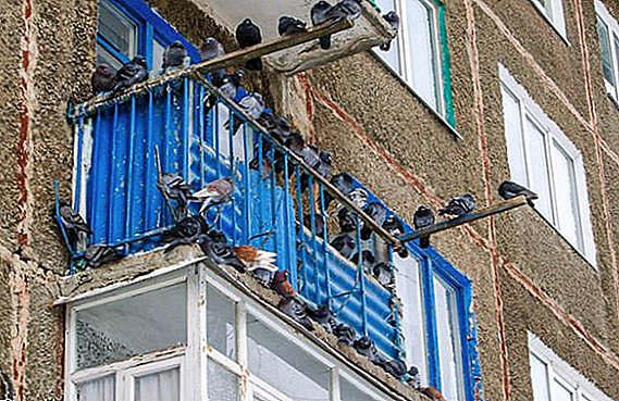 Ako vystrašiť holuby z balkóna a ďalších dôležitých miest