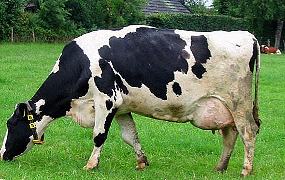 Kā atšķirt govs muca